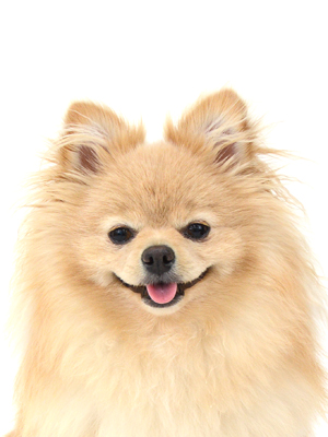 エムドッグス,動物プロダクション,ペットモデル,ペットタレント,モデル犬,タレント犬,ポメラニアン,柊,ひいらぎ