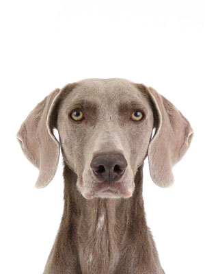 エムドッグス,動物プロダクション,ペットモデル,ペットタレント,モデル犬,タレント犬,ワイマラナー,ガウナ