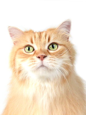 エムドッグス,動物プロダクション,ペットモデル,モデル猫,タレント猫,ラガマフィン,龍之介,りゅうのすけ