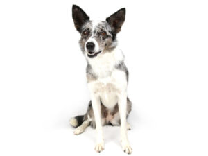 エムドッグス,動物プロダクション,ペットモデル,ペットタレント,モデル犬,タレント犬,ボーダーコリー,そら