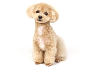 エムドッグス,動物プロダクション,ペットモデル,ペットタレント,モデル犬,タレント犬,トイプードル,moca,モカ