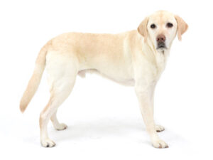 エムドッグス,動物プロダクション,ペットモデル,ペットタレント,モデル犬,タレント犬,ラブラドールレトリーバー,コハク