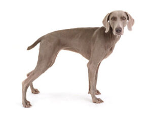 エムドッグス,動物プロダクション,ペットモデル,ペットタレント,モデル犬,タレント犬,ワイマラナー,ガウナ