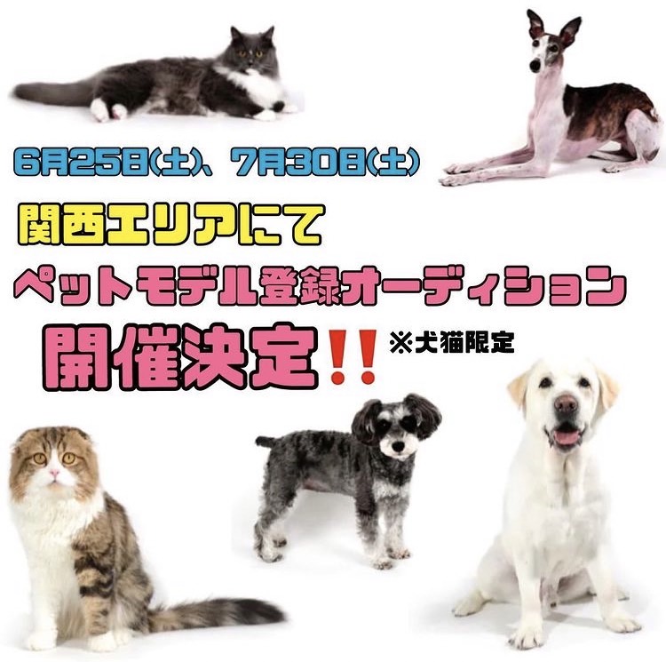 エムドッグス,動物プロダクション,ペットモデル,ペットタレント,モデル猫,タレント猫,関西,大阪