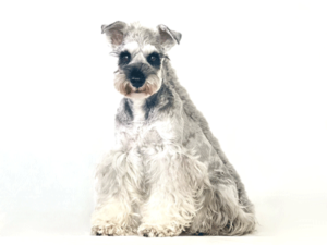 エムドッグス,動物プロダクション,ペットモデル,ペットタレント,モデル犬,タレント犬,ミニチュアシュナウザー,蘭丸,らんまる