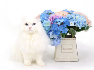 エムドッグス,動物プロダクション,ペットモデル,ペットタレント,モデル猫,タレント猫,サイベリアン,Elphie,エルフィ