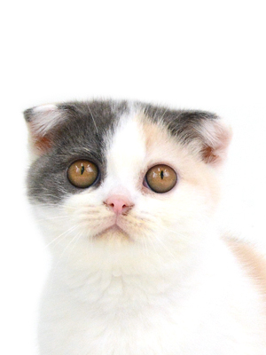 エムドッグス,動物プロダクション,ペットモデル,ペットタレント,モデル猫,タレント猫,MIX猫,みけお