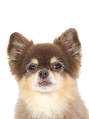 動物プロダクション,ペットモデル,ペットタレント,モデル犬,タレント犬,チワワ,MAX,マックス