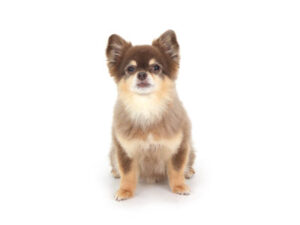 動物プロダクション,ペットモデル,ペットタレント,モデル犬,タレント犬,チワワ,MAX,マックス