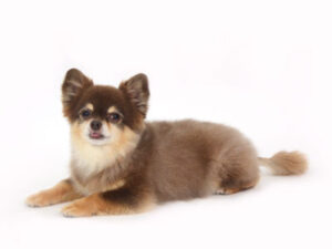 動物プロダクション,ペットモデル,ペットタレント,モデル犬,タレント犬,チワワ,MAX,マックス