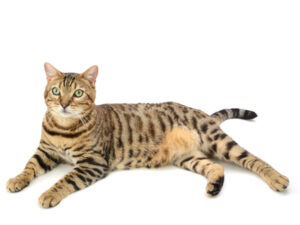TV-CM森永 inゼリーin my life,動物プロダクション,ペットモデル,ペットタレント,モデル猫,タレント猫,ベンガル,ビショップ