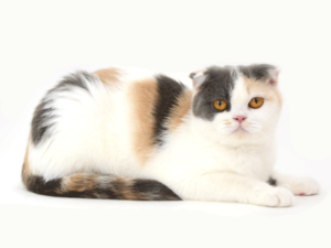 エムドッグス,動物プロダクション,ペットモデル,ペットタレント,モデル猫,タレント猫,MIX猫,みけお