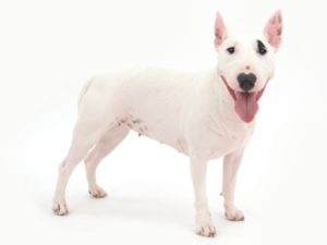 エムドッグス,動物プロダクション,ペットモデル,ペットタレント,モデル犬,タレント犬,ミニチュアブルテリア,珀,はく