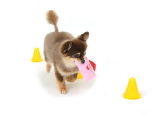 動物プロダクション,ペットモデル,ペットタレント,モデル犬,タレント犬,チワワ,MAX,マックス