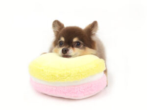 動物プロダクション,ペットモデル,ペットタレント,モデル犬,タレント犬,チワワ,MAX,マックス
