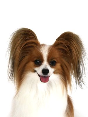 エムドッグス,動物プロダクション,ペットモデル,ペットタレント,モデル犬,タレント犬,パピヨン,はると