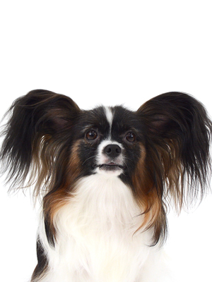 エムドッグス,動物プロダクション,ペットモデル,ペットタレント,モデル犬,タレント犬,パピヨン,嵐,あらし