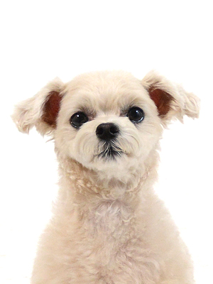 エムドッグス,動物プロダクション,ペットモデル,ペットタレント,モデル犬,タレント犬,MIX犬,おもち