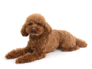 エムドッグス,動物プロダクション,ペットモデル,モデル犬,タレント犬,トイプードル,からあげ