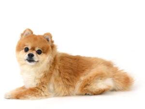 エムドッグス,動物プロダクション,ペットモデル,ペットタレント,モデル犬,タレント犬,ポメラニアン,こむぎ