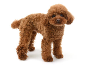 エムドッグス,動物プロダクション,ペットモデル,モデル犬,タレント犬,トイプードル,からあげ