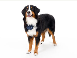 エムドッグス,動物プロダクション,ペットモデル,ペットタレント,モデル犬,タレント犬,バーニーズマウンテンドッグ,Buona,ボナ