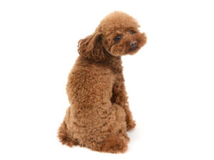エムドッグス,動物プロダクション,ペットモデル,モデル犬,タレント犬,トイプードル,からあげ
