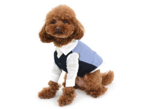 エムドッグス,動物プロダクション,ペットモデル,モデル犬,タレント犬,トイプードル,からあげ