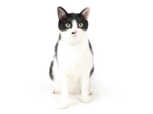 エムドッグス,動物プロダクション,ペットモデル,ペットタレント,モデル猫,タレント猫,MIX猫,チョコ