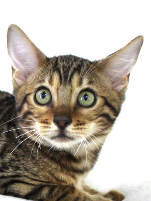 エムドッグス,動物プロダクション,ペットモデル,ペットタレント,モデル猫,タレント猫,ベンガル,子猫