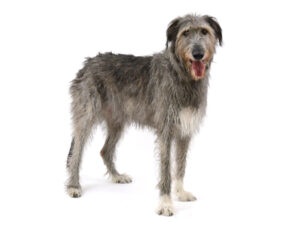 エムドッグス,動物プロダクション,ペットモデル,ペットタレント,モデル犬,タレント犬,アイリッシュウルフハウンド,マレンゴ