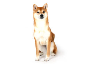エムドッグス,動物プロダクション,ペットモデル,ペットタレント,モデル犬,タレント犬,柴犬,琥珀,こはく
