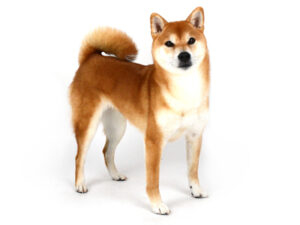 エムドッグス,動物プロダクション,ペットモデル,ペットタレント,モデル犬,タレント犬,柴犬,琥珀,こはく