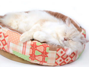 エムドッグス,動物プロダクション,ペットモデル,モデル猫,タレント猫,ラガマフィン,ANGIE,アンジー