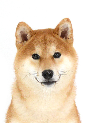 エムドッグス,動物プロダクション,ペットモデル,ペットタレント,モデル犬,タレント犬,柴犬,りく