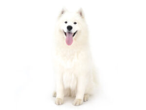 エムドッグス,動物プロダクション,ペットモデル,ペットタレント,モデル犬,タレント犬,サモエド,とうふ