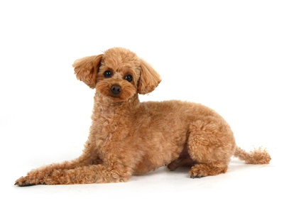 愛犬ここあ 🐶 【2025.12.21犬ココア♀→ここあ】 ココアちゃん正式