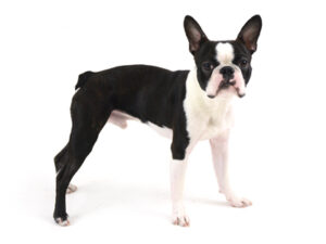 エムドッグス,動物プロダクション,ペットモデル,ペットタレント,モデル犬,タレント犬,ボストンテリア,ボブ