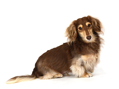 リアルヘッド 仁面犬 三郎　初期モデル 61R2O63rv8L._AC_UL210_SR210,