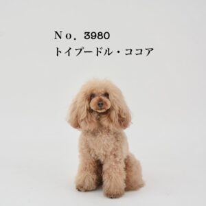 エムドッグス,動物プロダクション,ペットモデル,ペットタレント,モデル犬,タレント犬,トイプードル,ココア