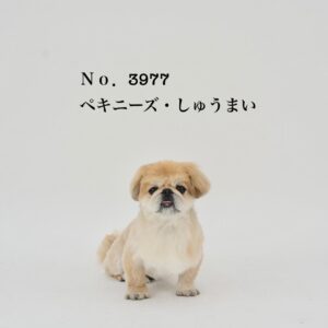 エムドッグス,動物プロダクション,ペットモデル,ペットタレント,モデル犬,タレント犬,ペキニーズ,しゅうまい