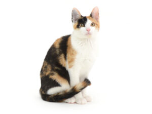 エムドッグス,動物プロダクション,ペットモデル,ペットタレント,モデル猫,タレント猫,MIX猫,りら
