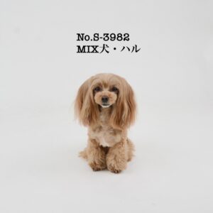 エムドッグス,動物プロダクション,ペットモデル,ペットタレント,モデル犬,タレント犬,MIX犬,ハル