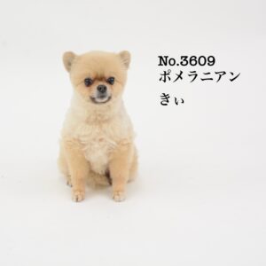 エムドッグス,動物プロダクション,ペットモデル,ペットタレント,モデル犬,タレント犬,ポメラニアン,きぃ