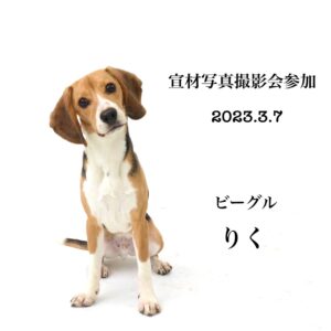 エムドッグス,動物プロダクション,ペットモデル,ペットタレント,モデル犬,タレント犬,ビーグル,りく