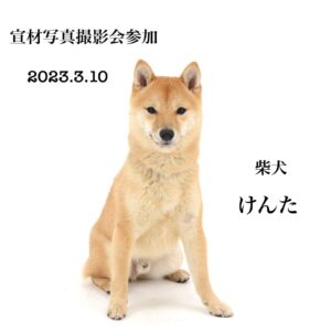 エムドッグス,動物プロダクション,ペットモデル,ペットタレント,モデル犬,タレント犬,柴犬,けんた