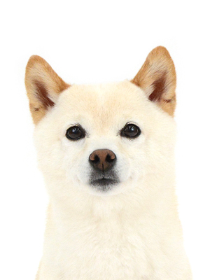 エムドッグス,動物プロダクション,ペットモデル,ペットタレント,モデル犬,タレント犬,柴犬,かい