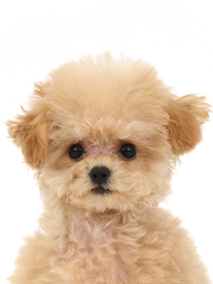 エムドッグス,動物プロダクション,ペットモデル,ペットタレント,モデル犬,タレント犬,トイプードル,レモン