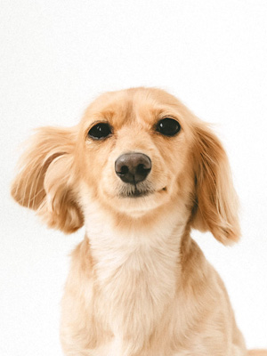 撮影,動物プロダクション,ペットモデル,ペットタレント,モデル犬,タレント犬,カニンヘンダックス,ブレア