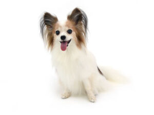 動物プロダクション,ペットモデル,ペットタレント,モデル犬,タレント犬,パピヨン,ルナ
